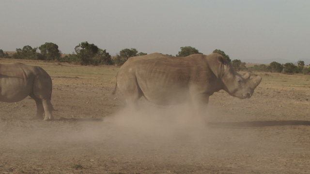  A fight of white rhinos