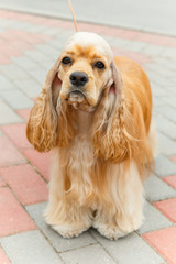 Cute sporting dog breed American Cocker Spaniel