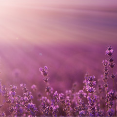 field lavender flowers