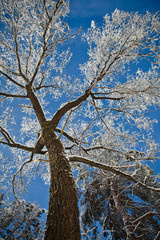 дерево и иней