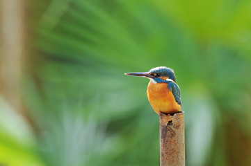 お立ち台のカワセミ