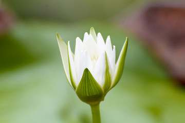 Obraz premium Lotus
