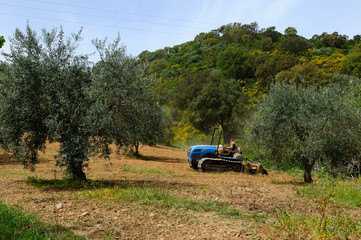 works in the olive grove