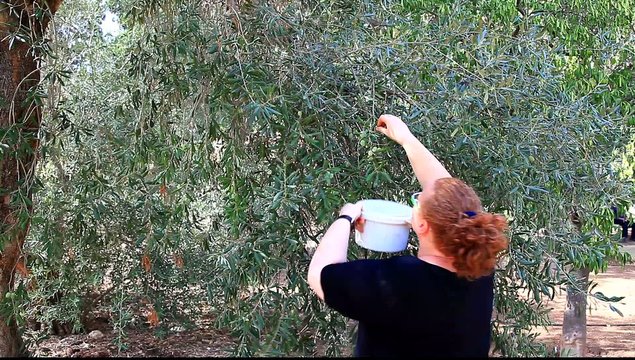 Woman harvests olive MRL