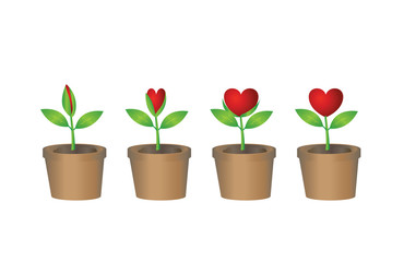 Step of heart plant blooming
