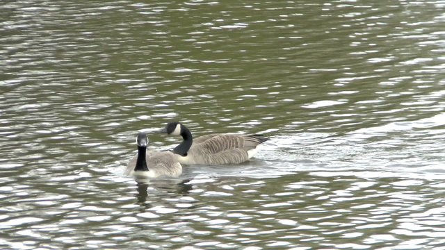 Breeding pair of Canada Geese at a bird Sanctuary