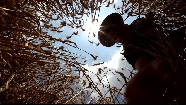 A man looks for a needle in the hay MRL
