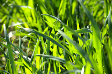 Close up of green blades of grass