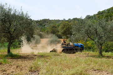 Obraz na płótnie Canvas works in the olive grove