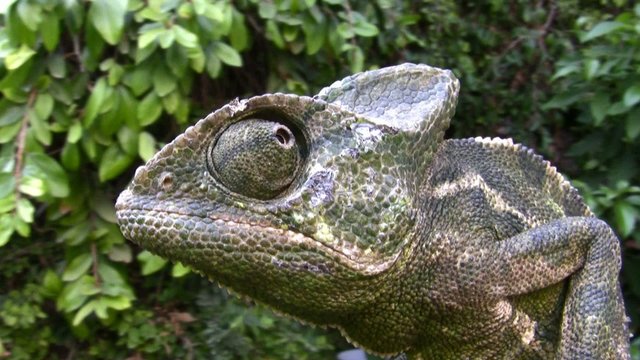 Common Chameleon, Chamaeleo chamaeleon, lizard