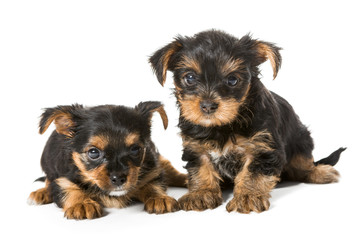 Two little Yorkshire Terrier puppy