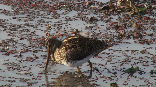 A beautiful wading bird-painted snipe looking for food.