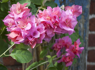 Bougainvillea Blüten 2