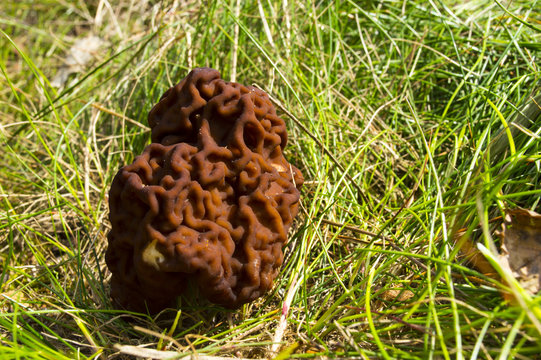 Gyromitra Esculenta