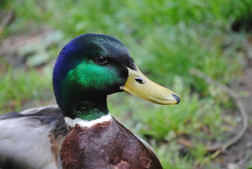 Canard