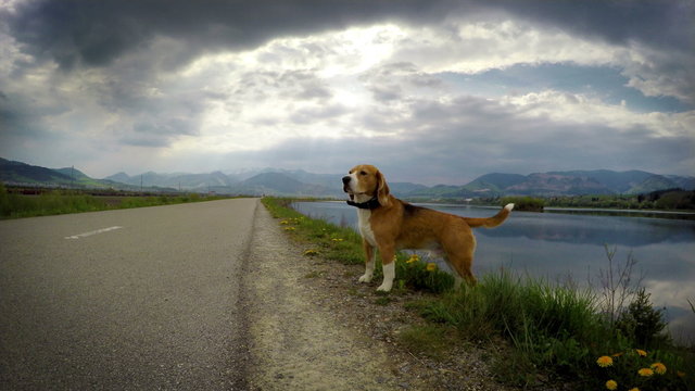4K Video Beagle dog smells wind camera traveling effect