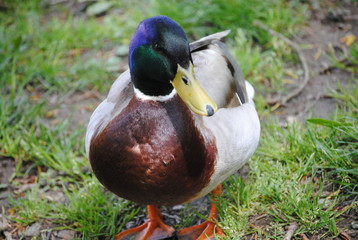 Canard