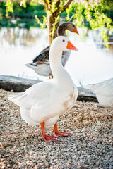 Fototapeta na wymiar Young ducks on a farm by the lake