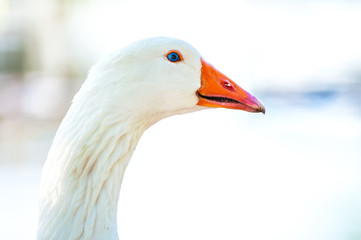 Close-up of a duck head on a farm by the lake
