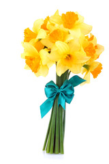 Bouquet of daffodils with blue ribbon isolated