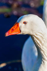 Close-up of a duck head on a farm by the lake