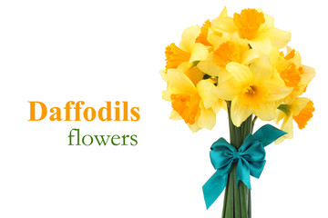 Bouquet of daffodils with blue ribbon isolated