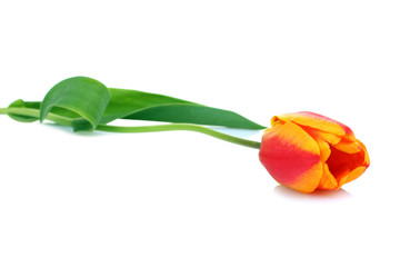 tulip isolated