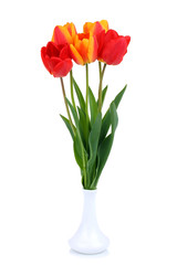tulips in a glass isolated