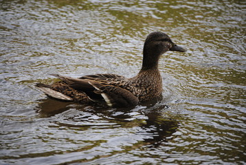 Canard