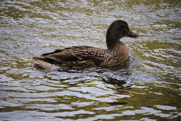 Canard
