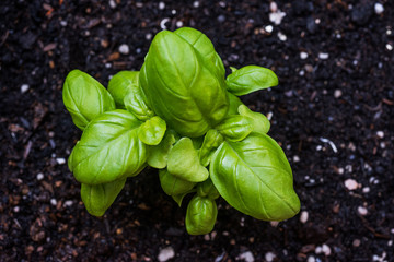Pianta di Basilico, sviluppo curare, agricoltura