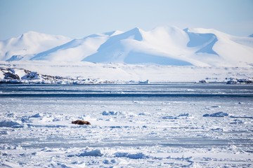 Naklejka premium Arctic landscape with walrus on the frozen fjord