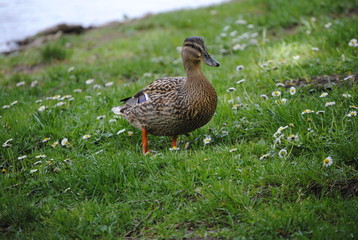Canard