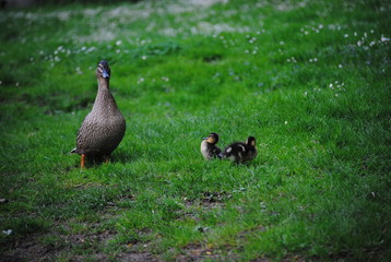 La maman et ses petits