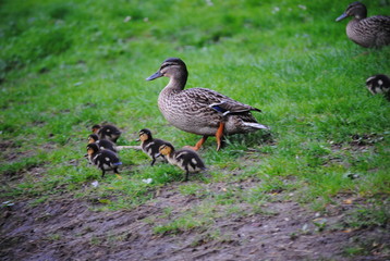 La maman et ses petits