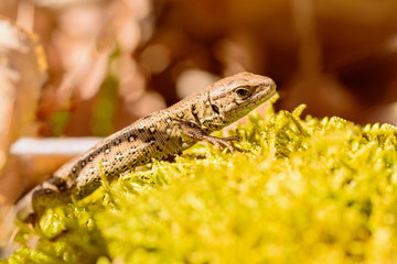 Sand lizard (Lacerta agilis)