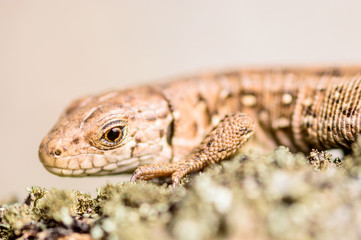 Sand lizard (Lacerta agilis)