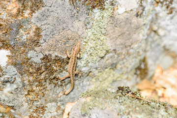 Sand lizard (Lacerta agilis)