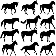 Set  silhouette of horse. vector illustration.
