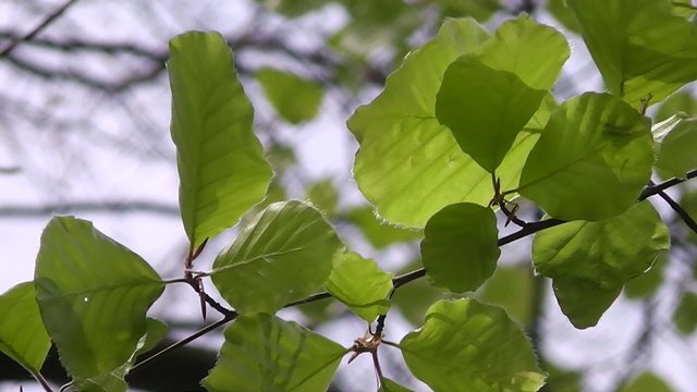 Grüne Blätter