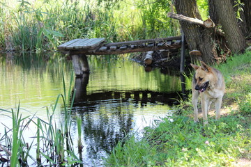 Собака у озера © Roman TINIAKOV