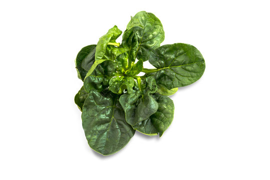 spinach on white