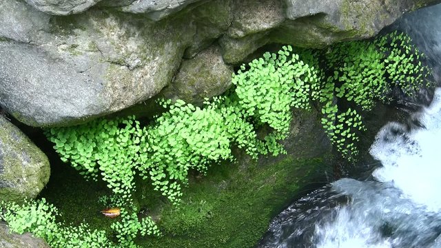 Adiantum capillus veneris, the black maidenhair fern