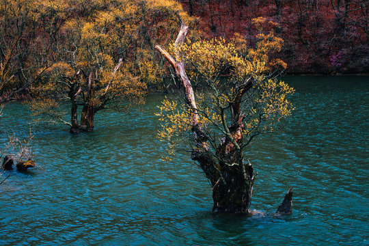 Submerged tree in Jusanji Lake