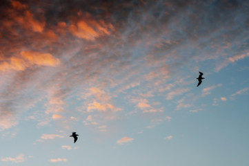seagull in the sky  at sunset