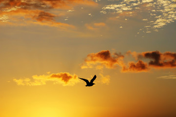 Fototapeta na wymiar seagull in the sky at sunset