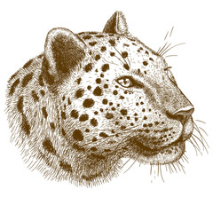 engraving vector  illustration of leopard head