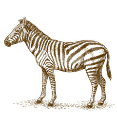 engraving  illustration of zebra © Andrii_Oliinyk