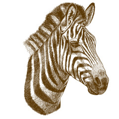 engraving vector illustration of zebra head