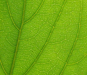 super detailed green leaf